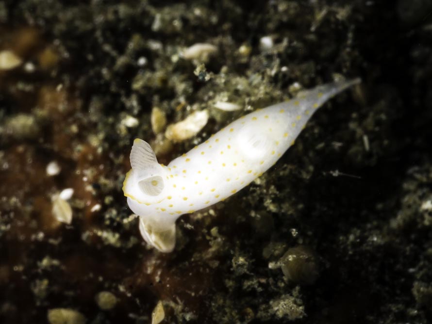 Gymnodoris sp. 47